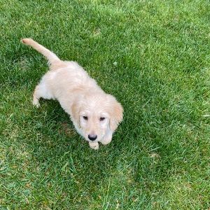 Meet your Posher, Grace